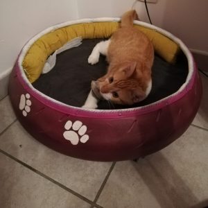 panier pour chien et chat recyclés